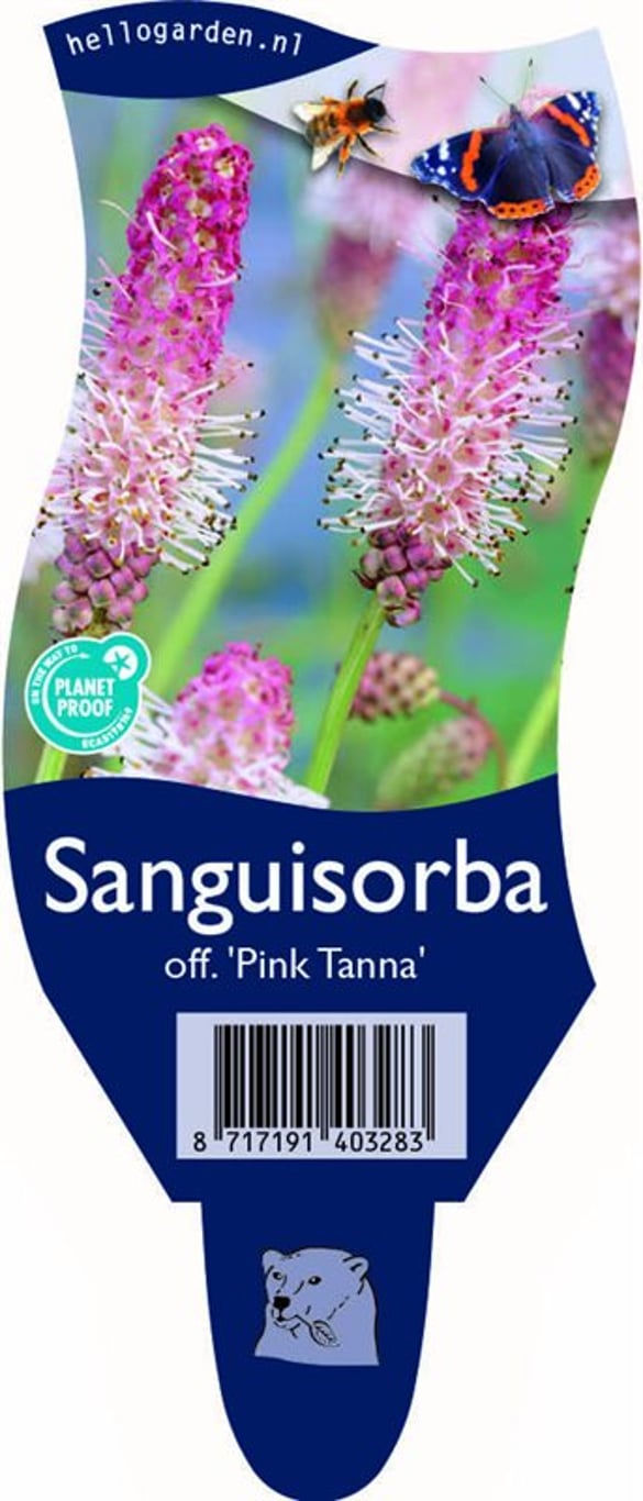 Sanguisorba o. 'Pink Tanna' - P11